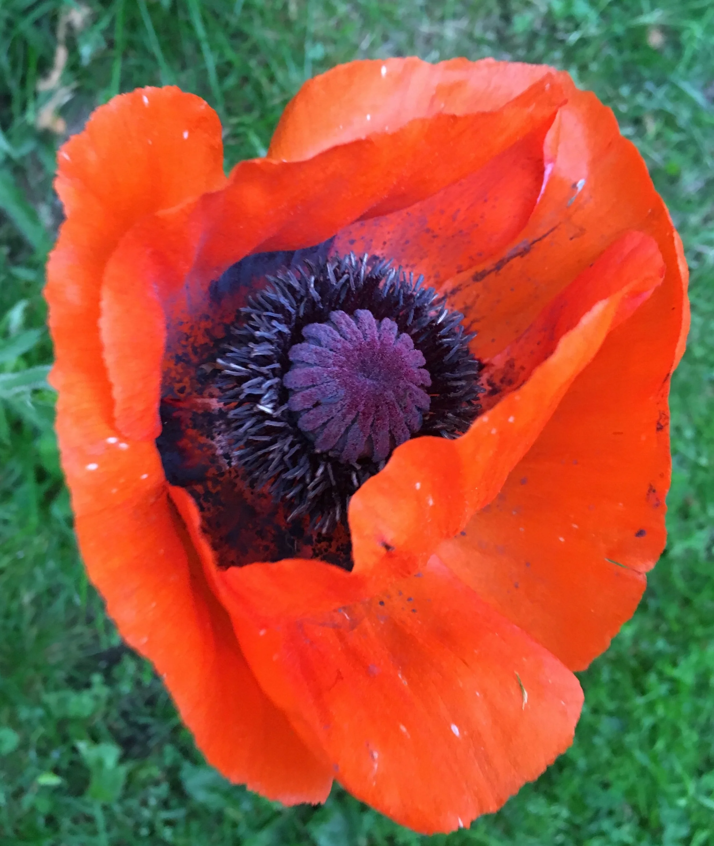 Garden Tour June 2017