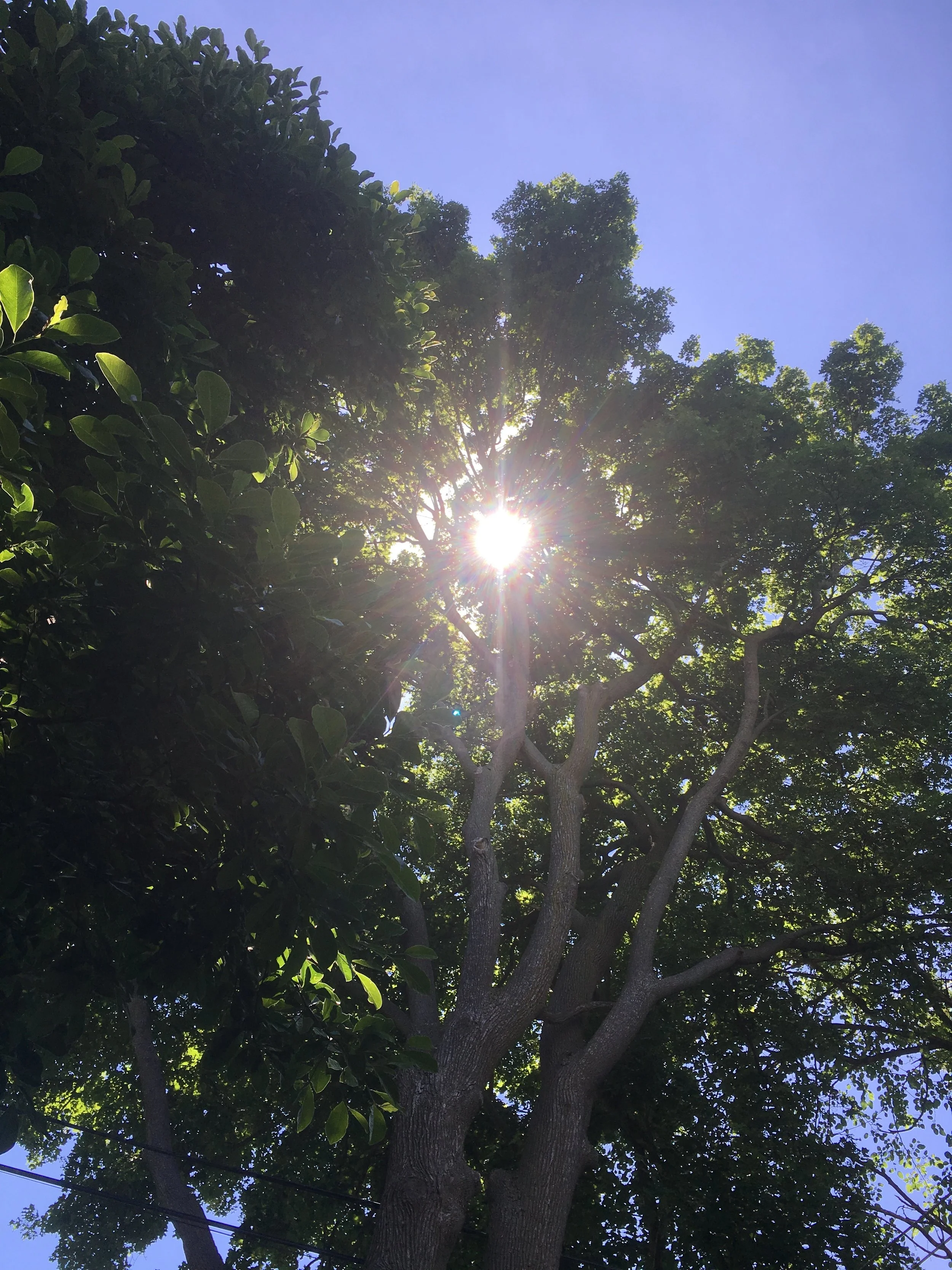 Summer 2017: sunshine and green stuff (a playlist)