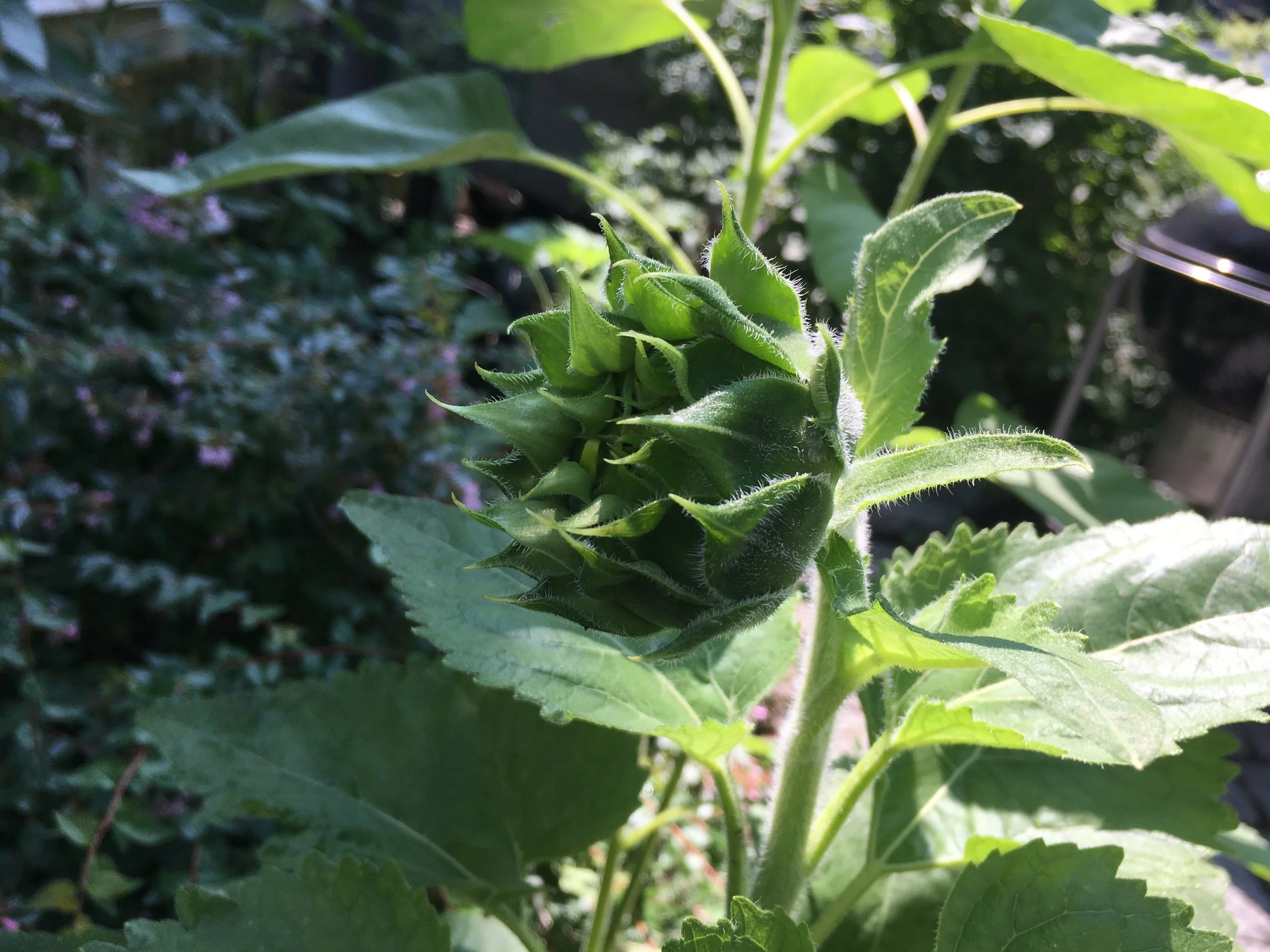 Garden Tour | End of July 2017