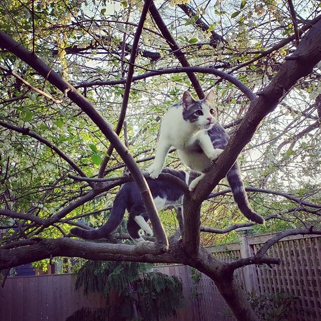 The boys have learned how to climb trees.  The fire department is on standby.
