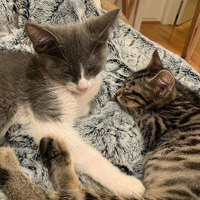 Meet the new kittens! Ruth (the little tabby girl) named after RBG and Jones (the little gray boy) named after Indiana Jones. I can&rsquo;t even stand how cute they are. Thanks @kittenrescuela!
