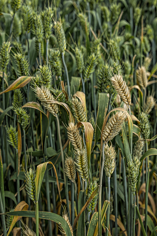 Wheat Palouse