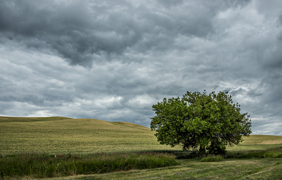 Lone Tree Palouse