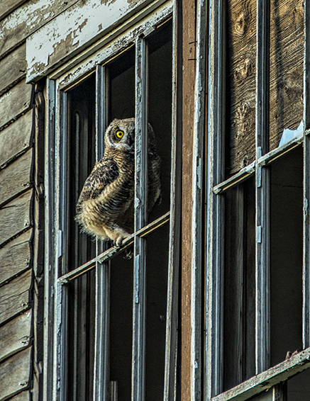Great Horned Owl Chick Palouse