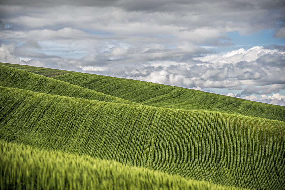 Palouse Farmland