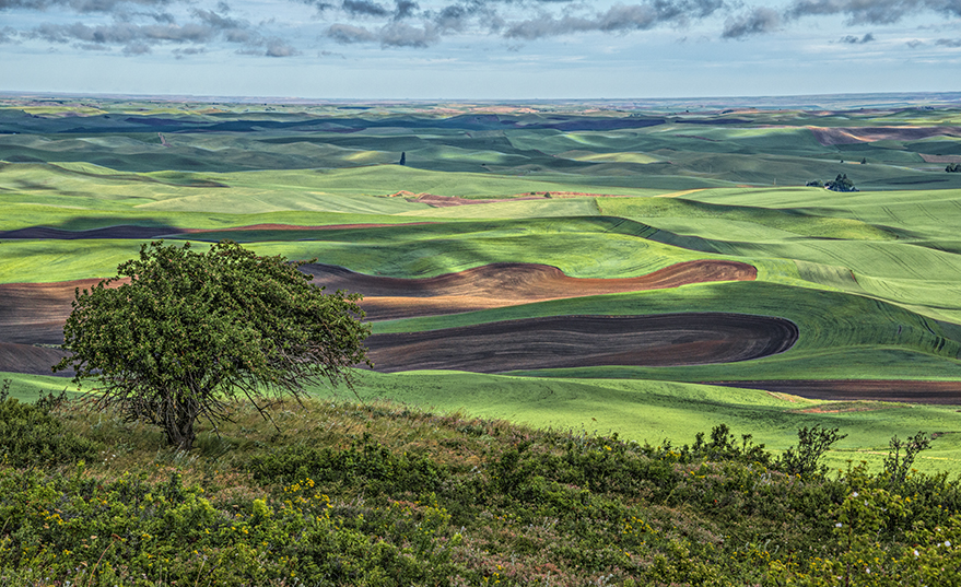 Palouse Vista