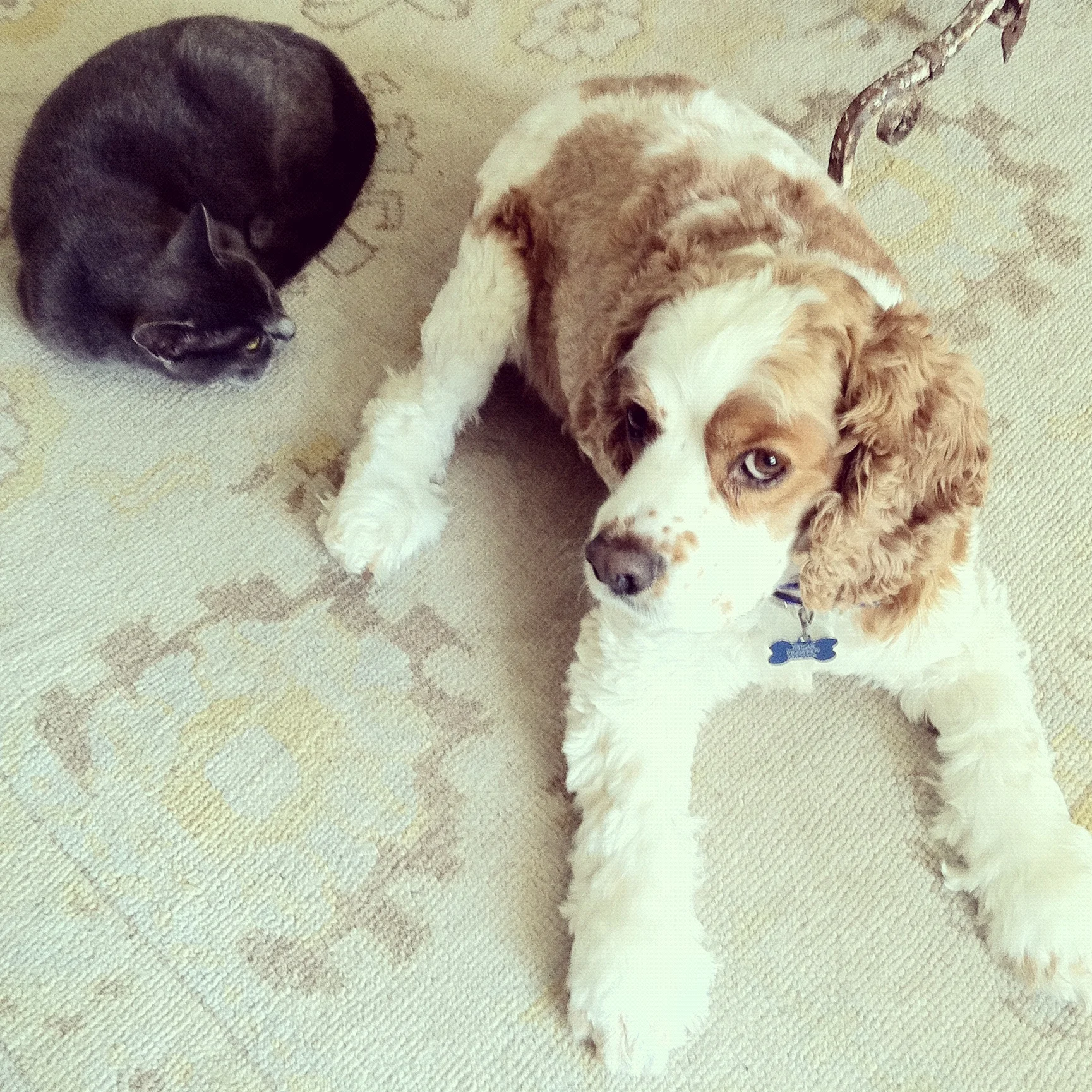Fur kids - Milly (cat) and Oscar (dog)