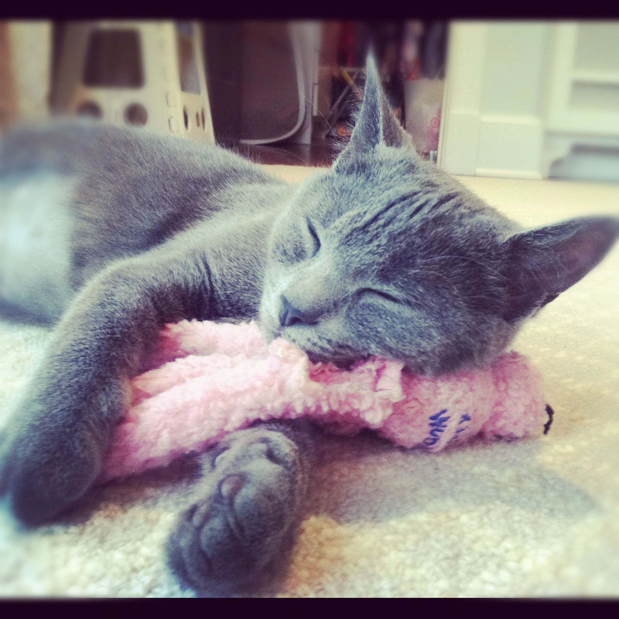  Milly, our cat, is a stray that we found in the Costco parking lot. She's super smart, fantastic with Hudson, and sneak attacks the dog. She's the perfect pet. Don't tell Oscar. 