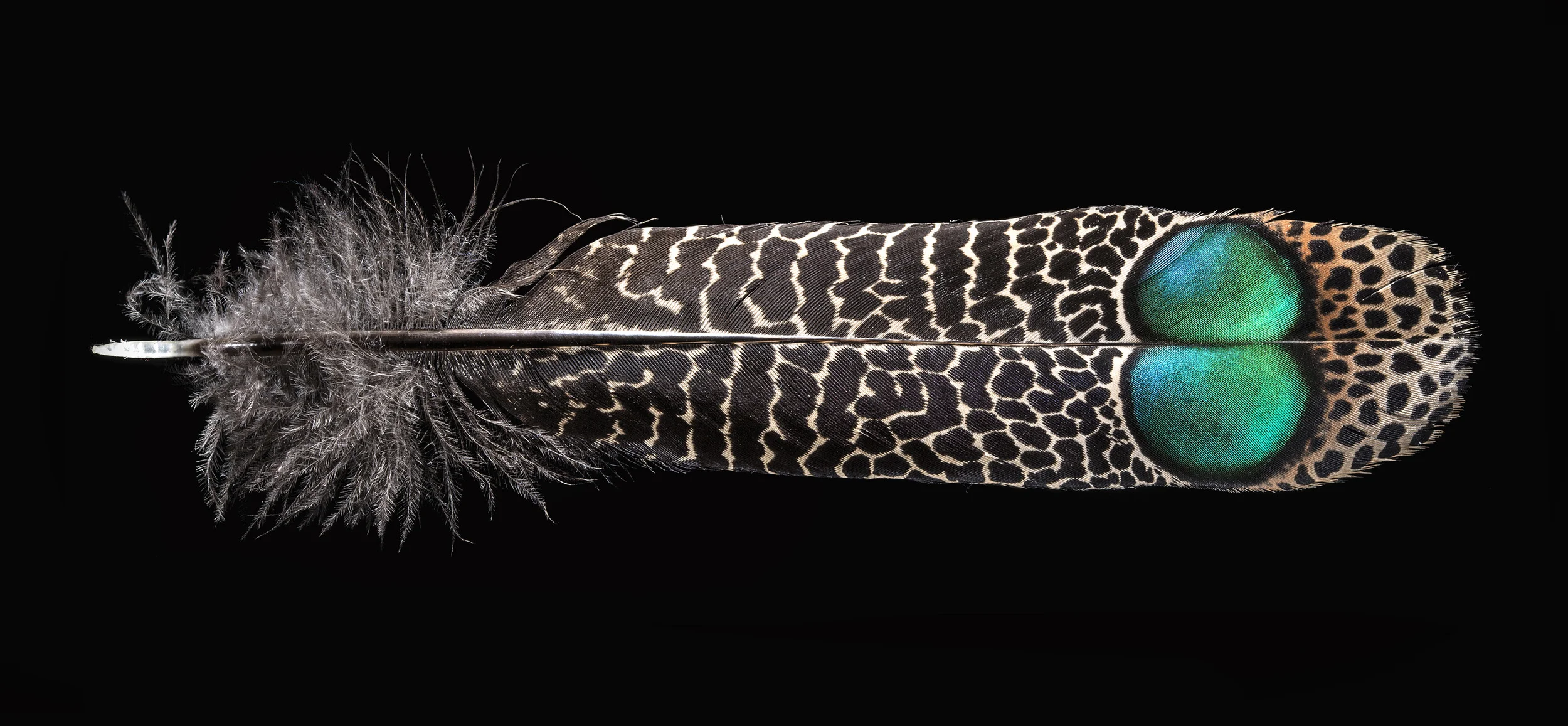 Feather 5.jpg