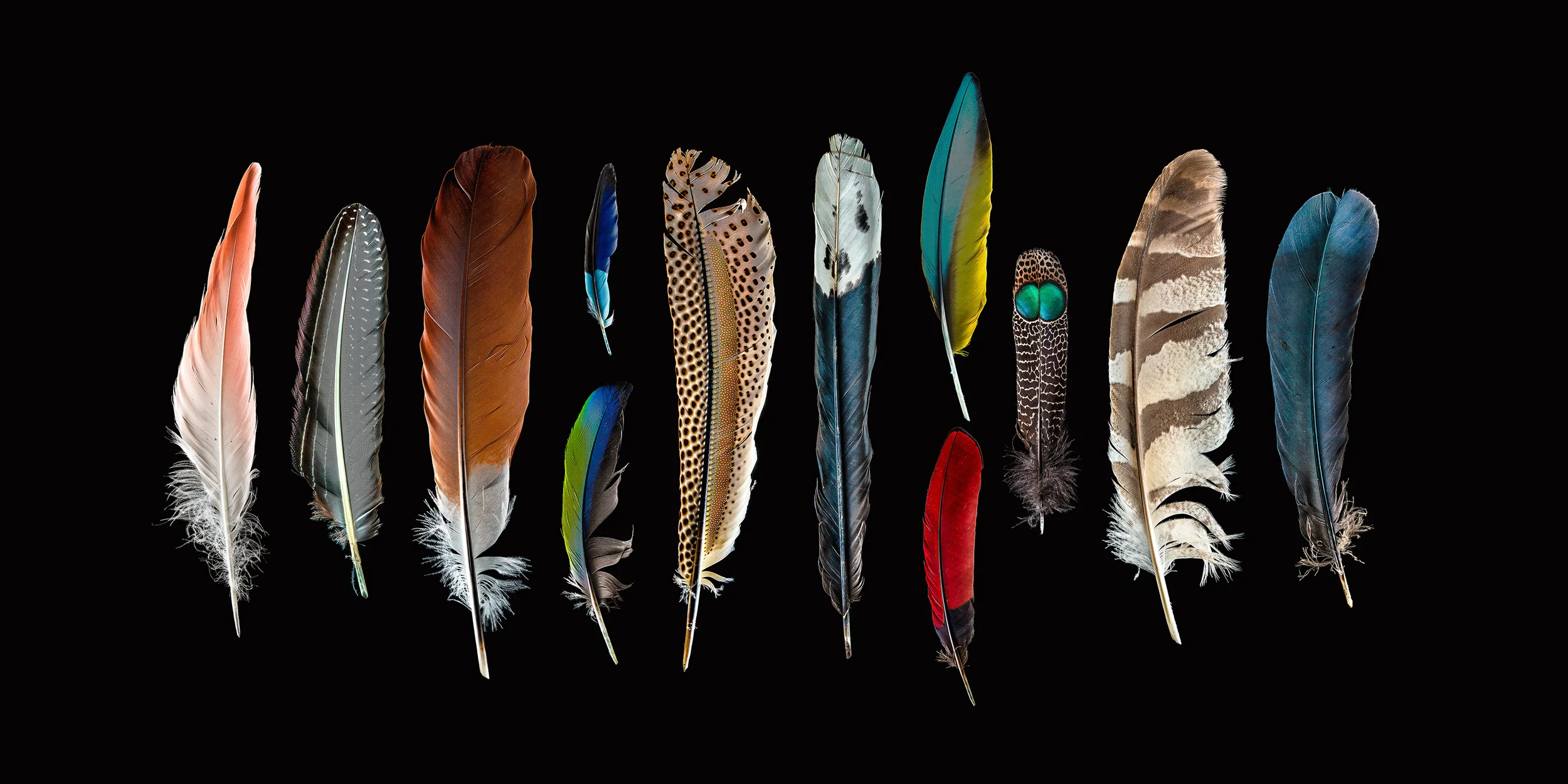   Flight 1.0 is a photographic journal documenting the diversity of colour, form and pattern&nbsp;present in&nbsp;a relatively small variety of bird feathers. Detailed macro photography of the same feathers can be found in Flight 2.0.&nbsp;  