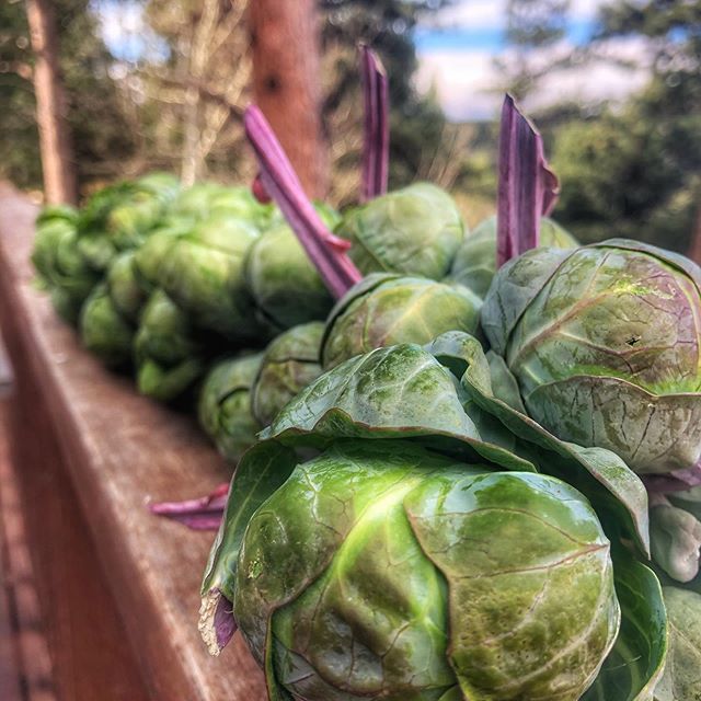 You guys! It&rsquo;s that time of year again when you&rsquo;ll hopefully be fortunate enough to find entire stalks of Brussels Sprouts at the grocery store. They are SO fun to work with and serve. Also, I totally get how they can freak people out. I 