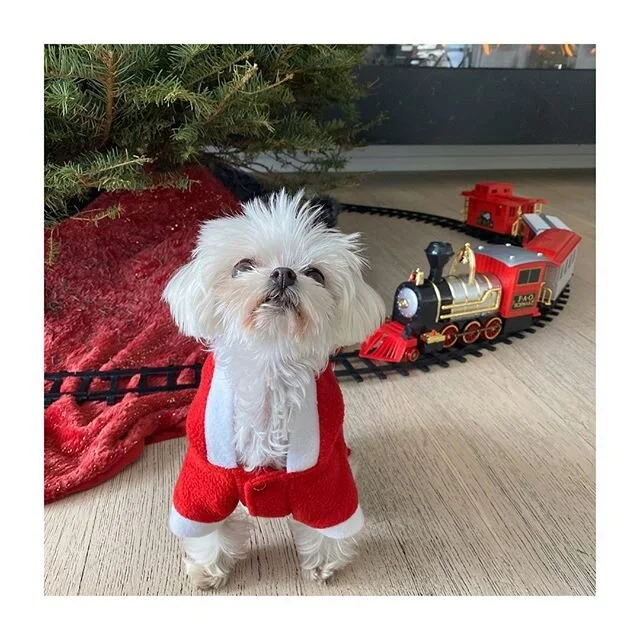 Merrrrrrrrrry Christmasssssss! sending nothing but love to everyone and their families ❤️🐾
-
-
-
-
-
-
-
-
-
-
-
-
#merrychristmas #christmasiscoming #christmasseason #itsthattimeofyearchristmashouse #thebesttimeofyear #christmasspirit #ilovexmas #p