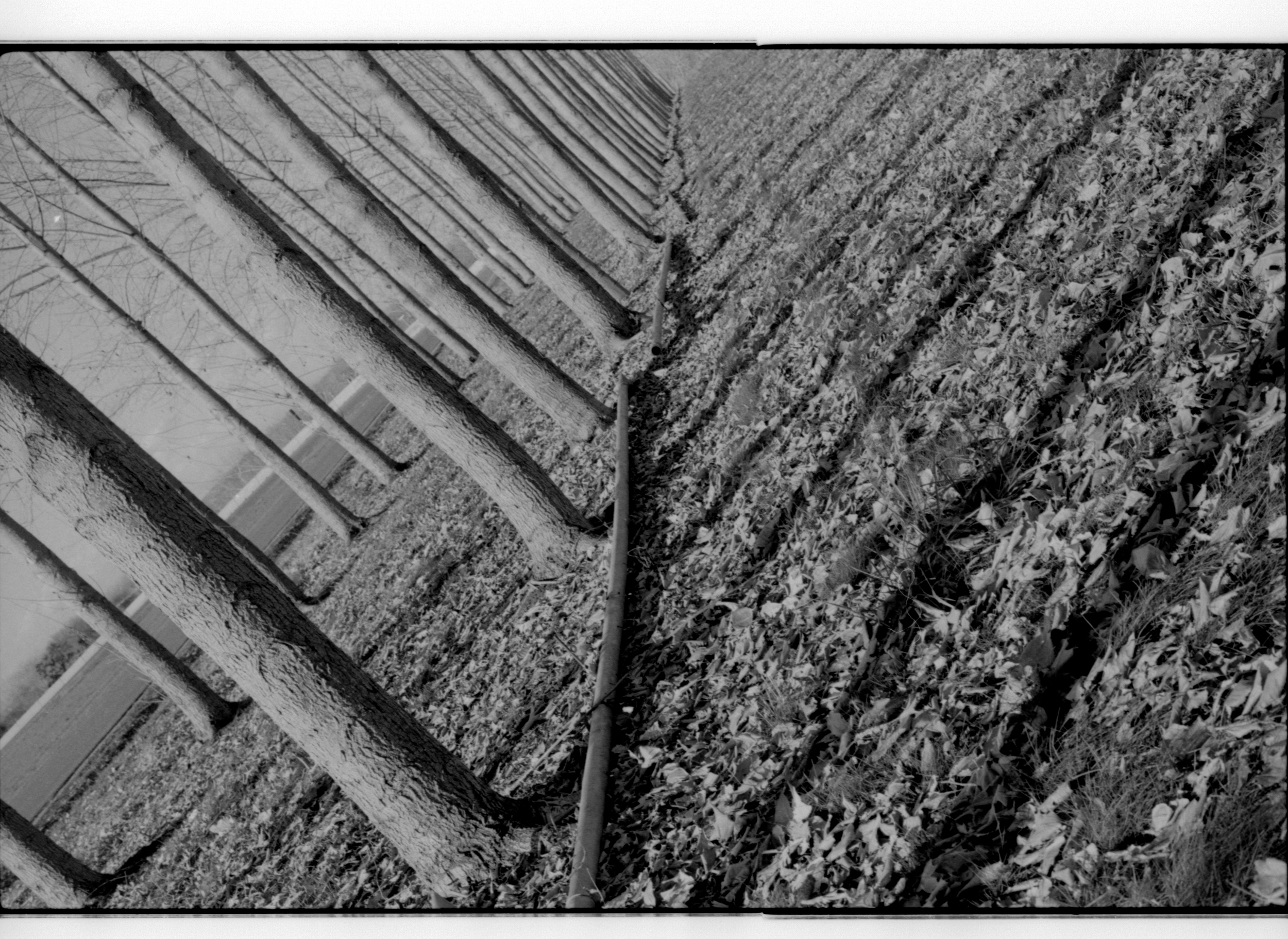 Scan 2-3.jpg