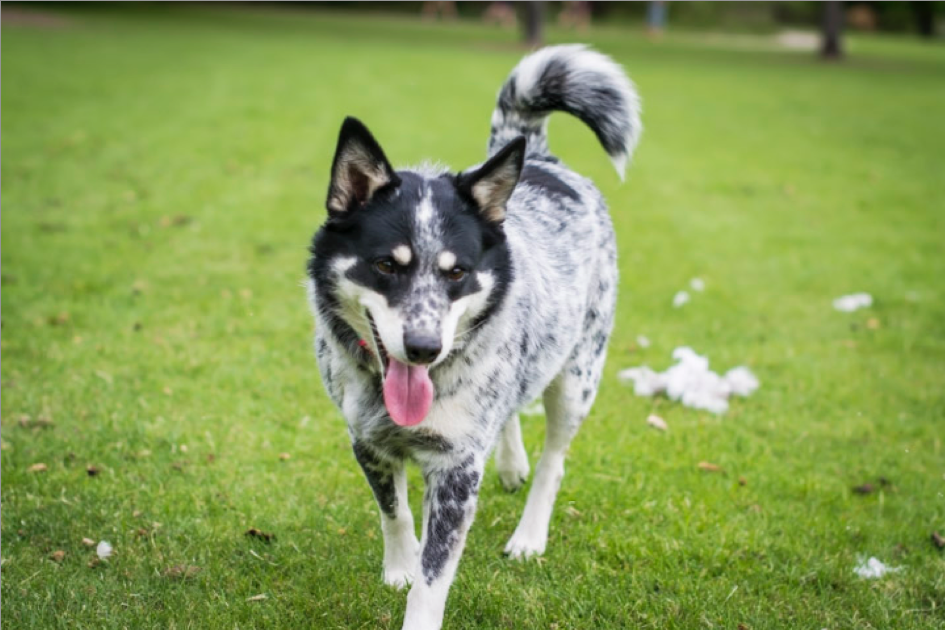 Screen Shot 2019-04-26 at 10.37.06 AM.png