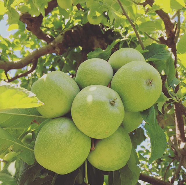 Clusters of Newtown Pippin apples waiting to be made into farmhouse cider this October. #rivercider #newtownpippin #cider #farmhouse #hardcider #riversidefarms #orchard #farm #farmer #hoodriver #pnwcollective #pnwonderland #oregon #columbiarivergorge