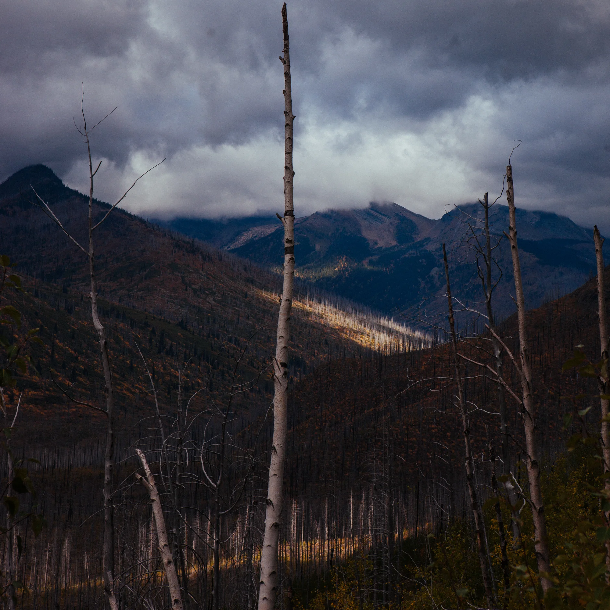 Photo by Our Wild Abandon