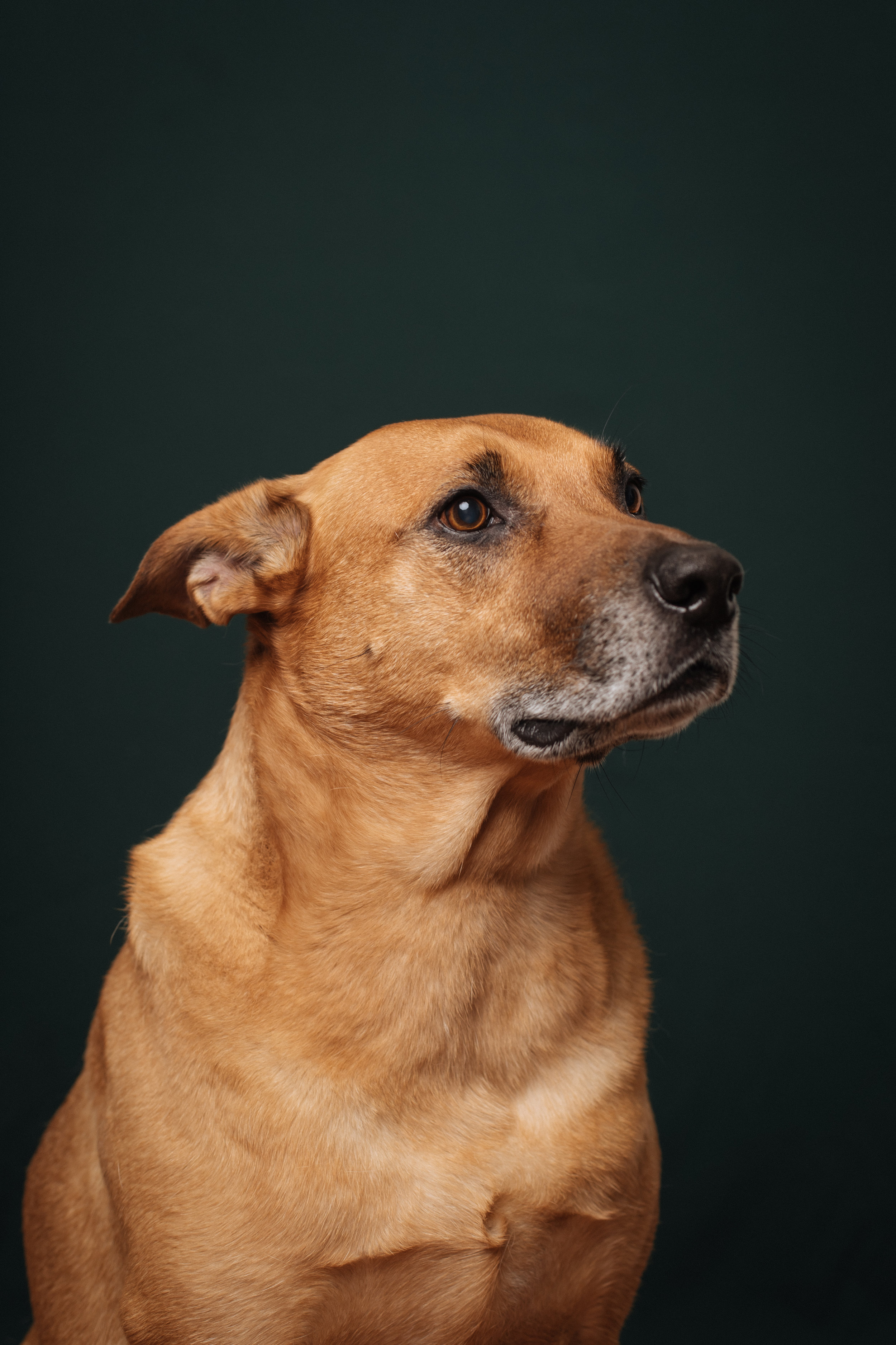 OLIVE-2.jpg