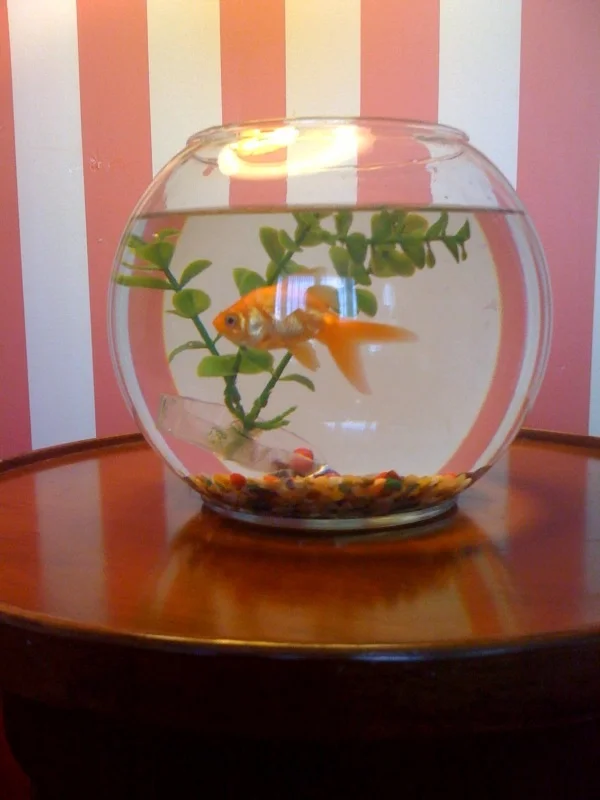 The Goldfish
