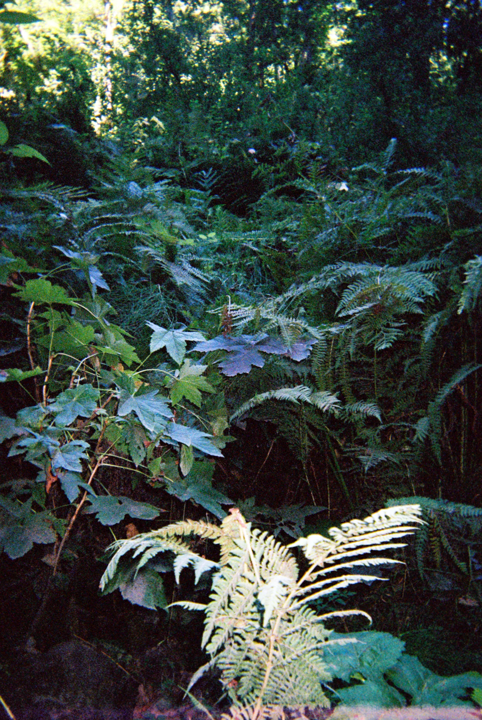 anai389-019.jpg