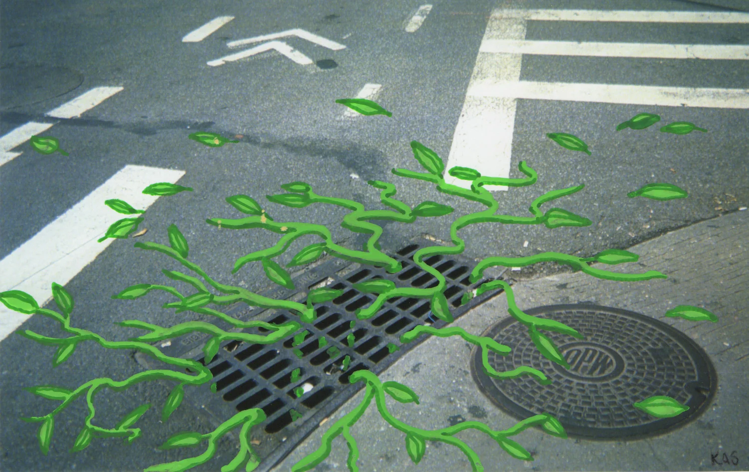 Kate Anderson-Song Student/Creative, New York City Plants