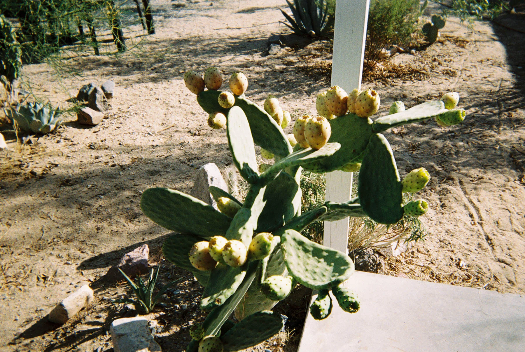 alai044-015.jpg