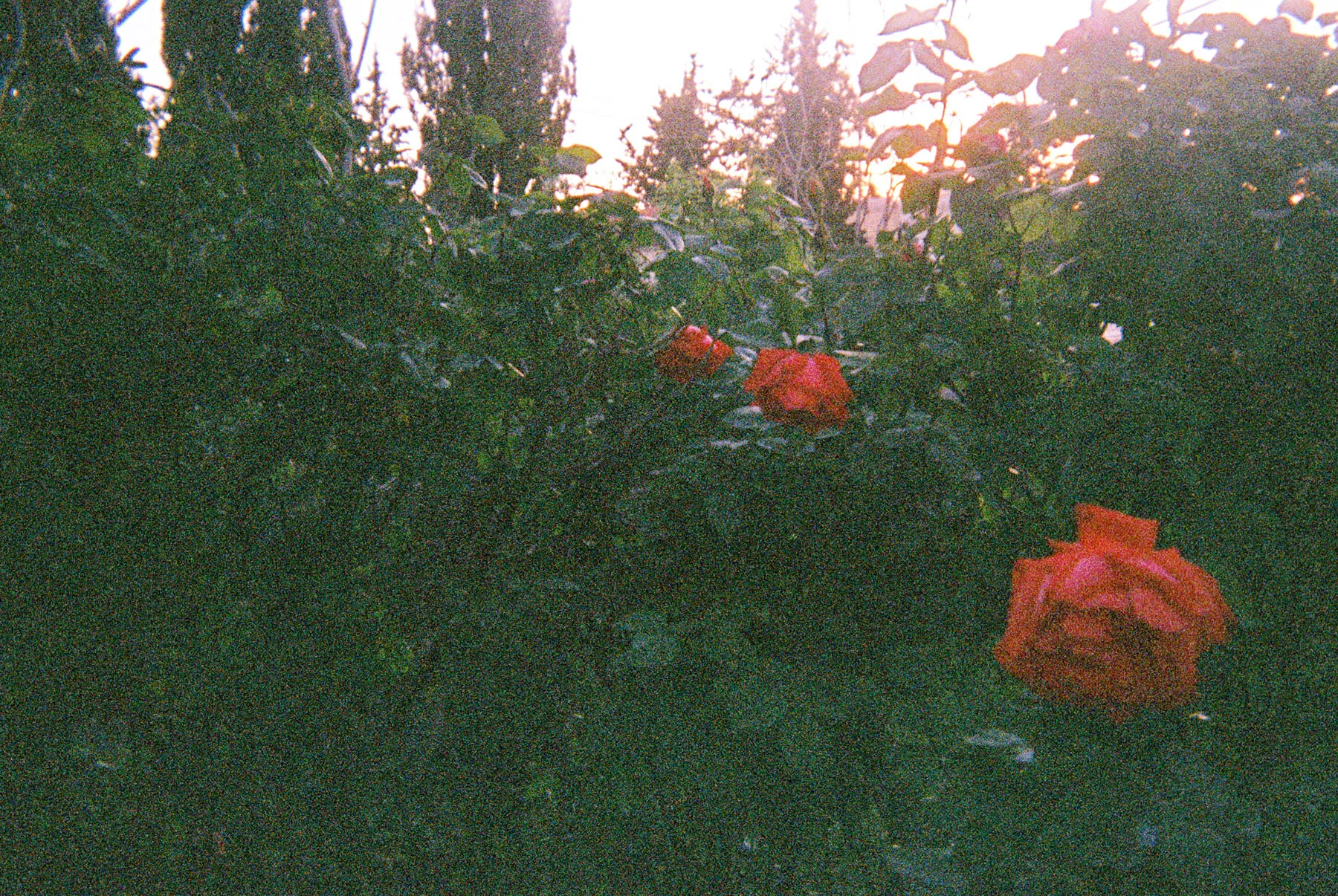 anais11-049.jpg