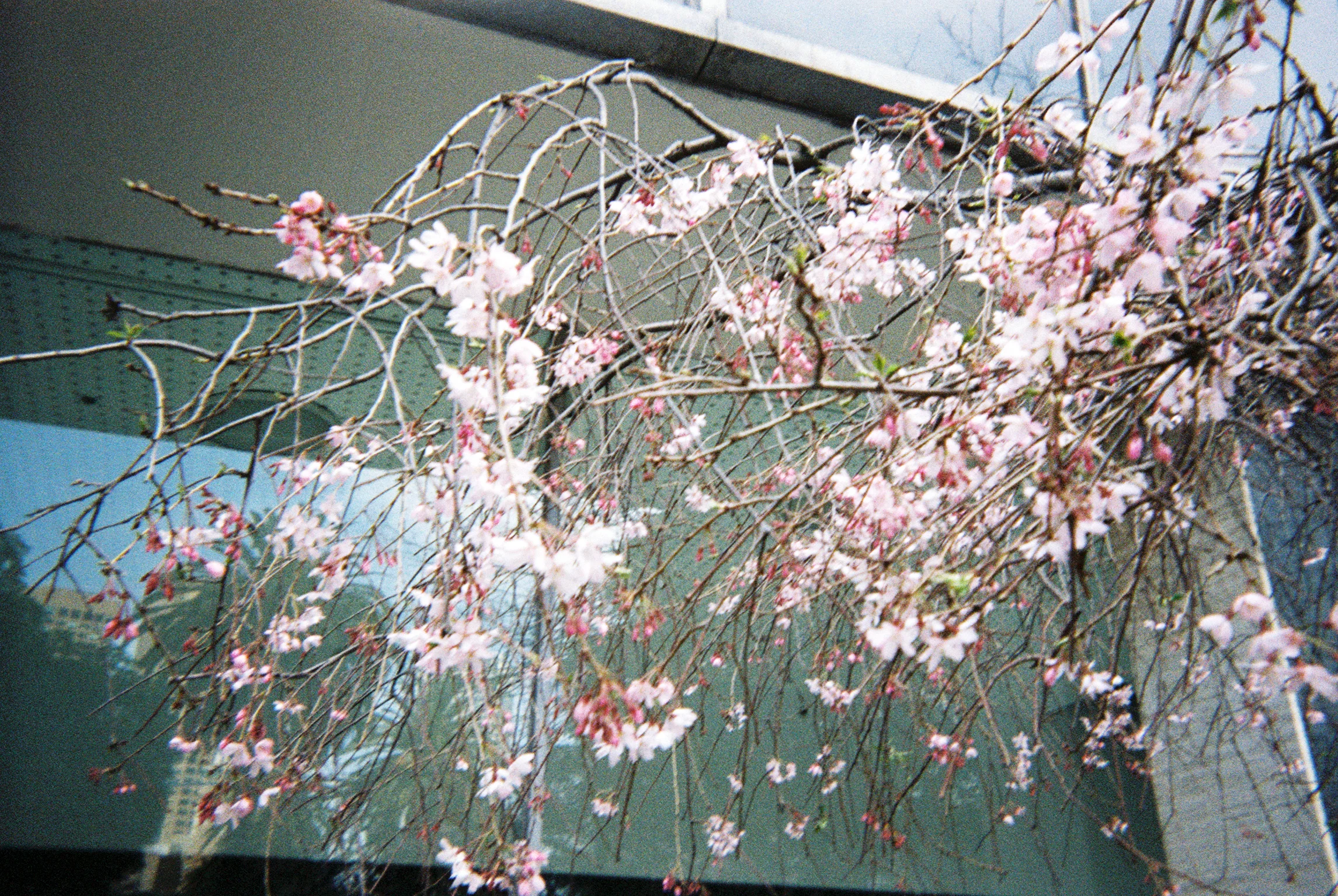 ANAI172-005.jpg