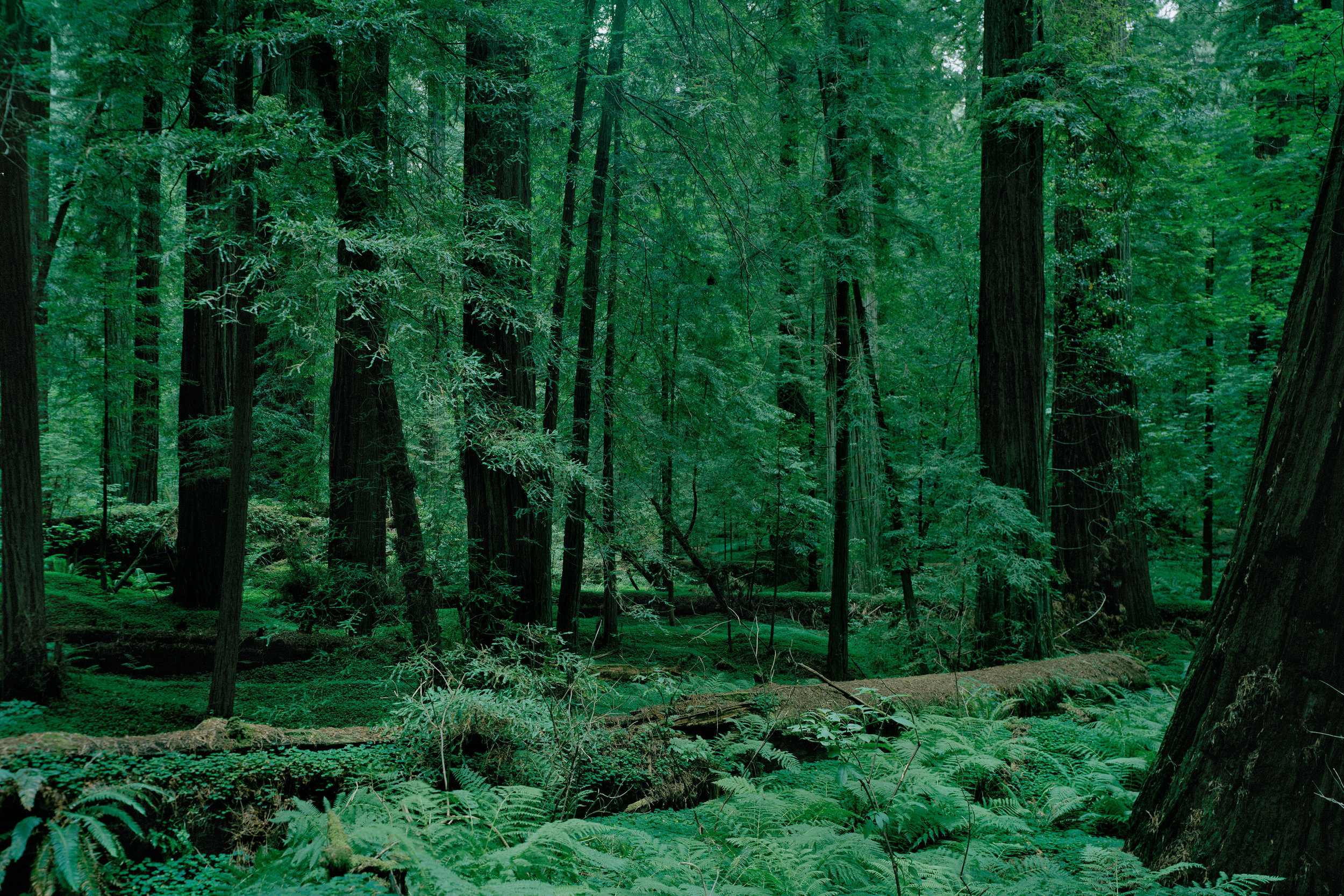 redwood, california