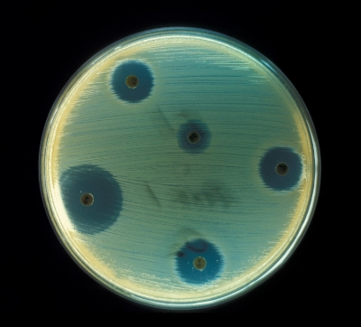 antibiotic inhibiting growth of S. Aureus .