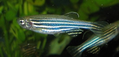 The microbiome of a zebrafish (shown above) was successfully transplanted into a mouse gut.