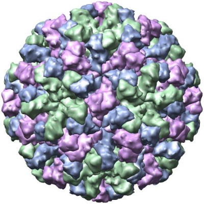 X-ray crystallographic structure of a Norovirus capsid.