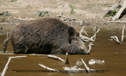 Desended from wild boar