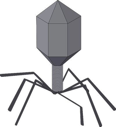 Drawing of a bacteriophage