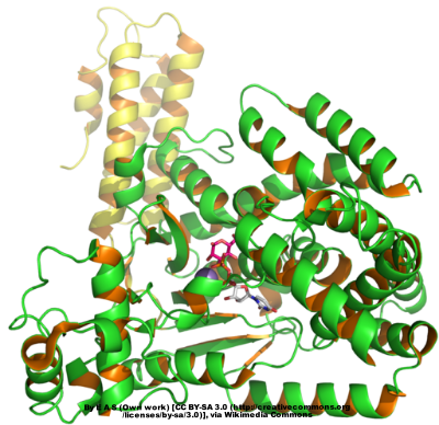 Protein structure of C. diff toxin B