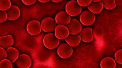 Red blood cells in plasma