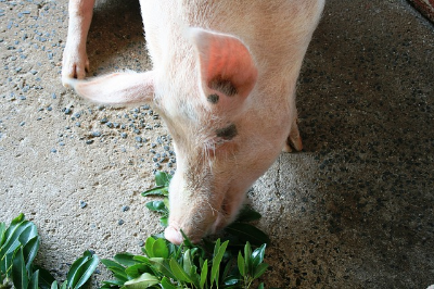 Pig getting its daily dose of fiber!