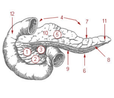 The pancreas. 1: Head of pancreas 2: Uncinate process of pancreas 3: Pancreatic notch 4: Body of pancreas 5: Anterior surface of pancreas 6: Inferior surface of pancreas 7: Superior margin of pancreas 8: Anterior margin of pancreas 9: Inferior margin of pancreas 10: Omental tuber 11: Tail of pancreas 12: Duodenum