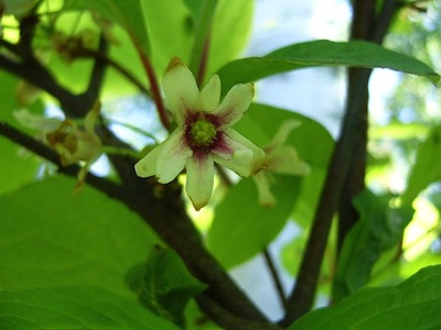 Flower from Schisandra chinensis fruit plant
