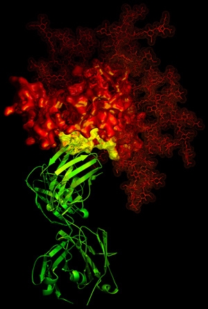 Molecular representation of an antibody (green) binding with an HIV virus (red and yellow).