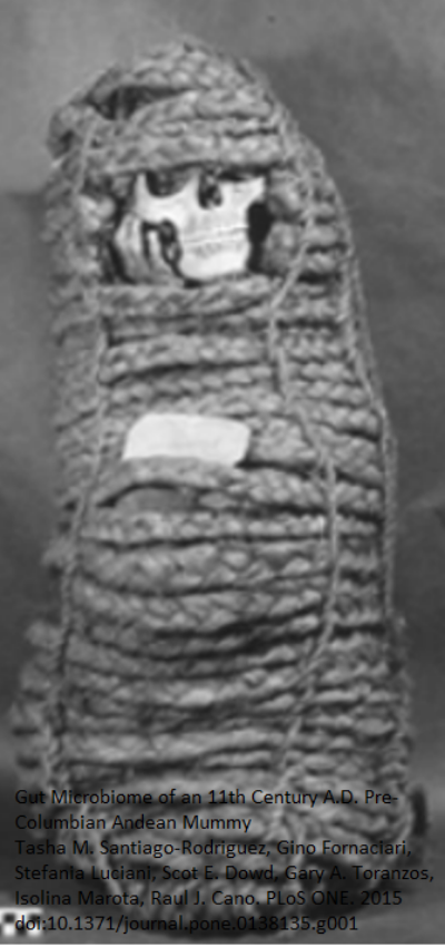 A photo of the mummy whose microbiome was studied