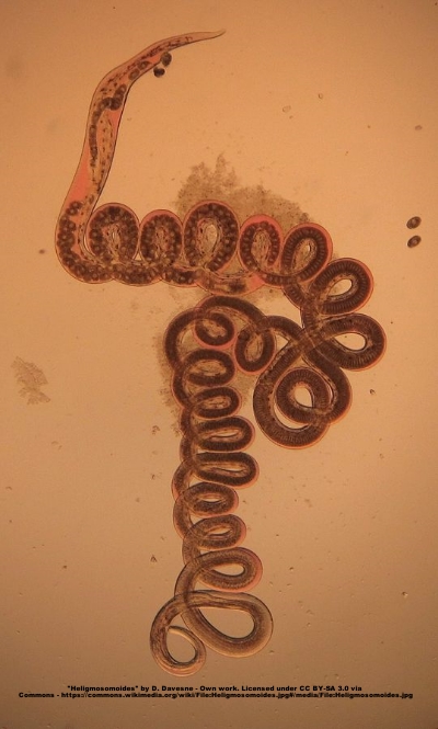 The nematode Heligmosomoides polygyrus , which was used in this study, seen into an optical microscope. Taken from the digestive tractus of a rodent.