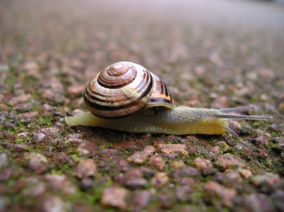 Mucus is not just produced by snails.