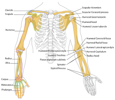 diagram-41545_640.png