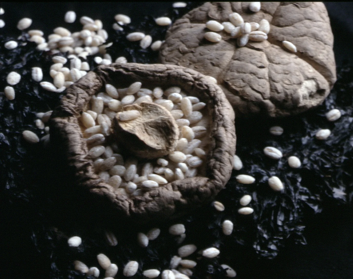 shrooms.jpg
