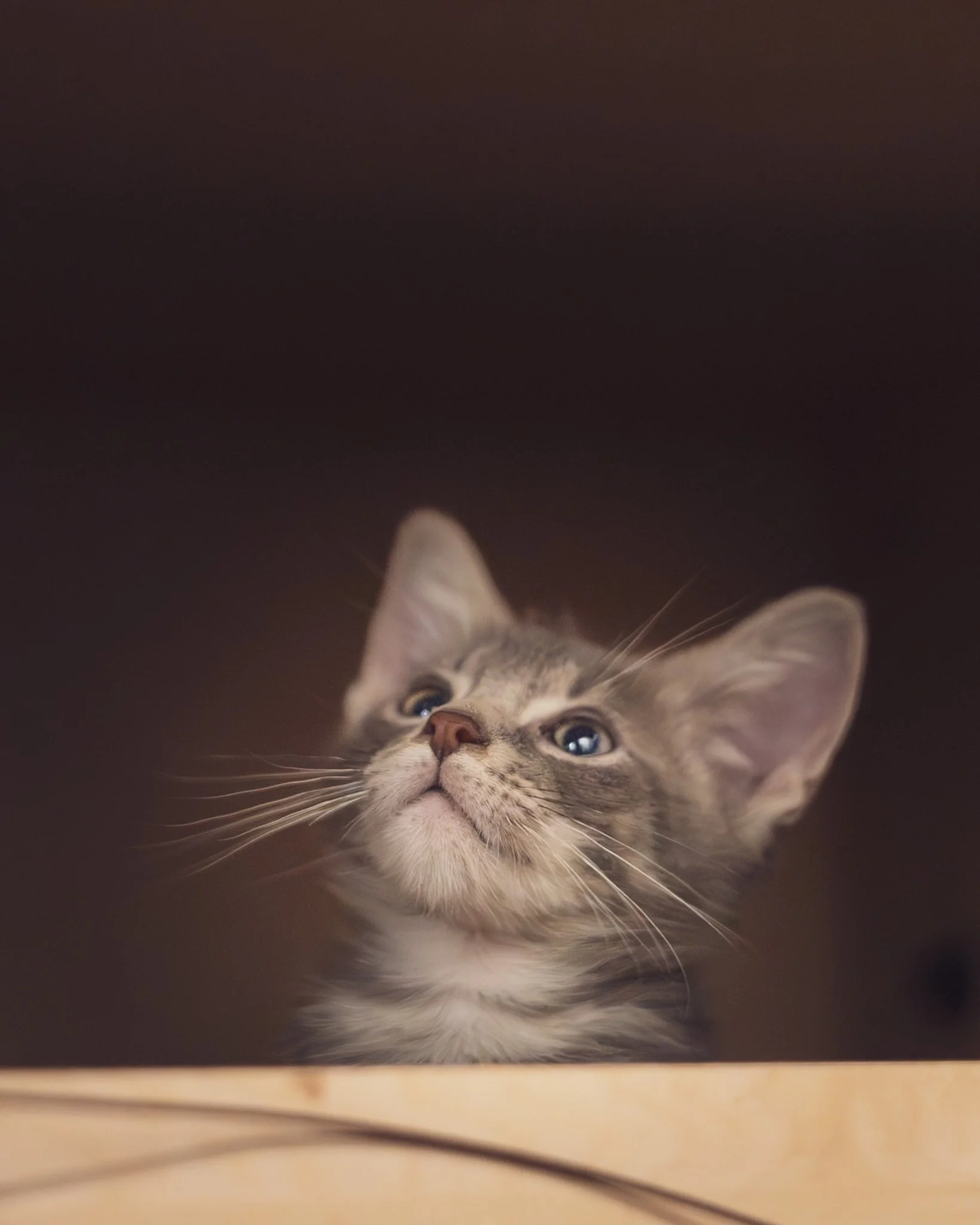 Grey white Kitten-6.JPEG
