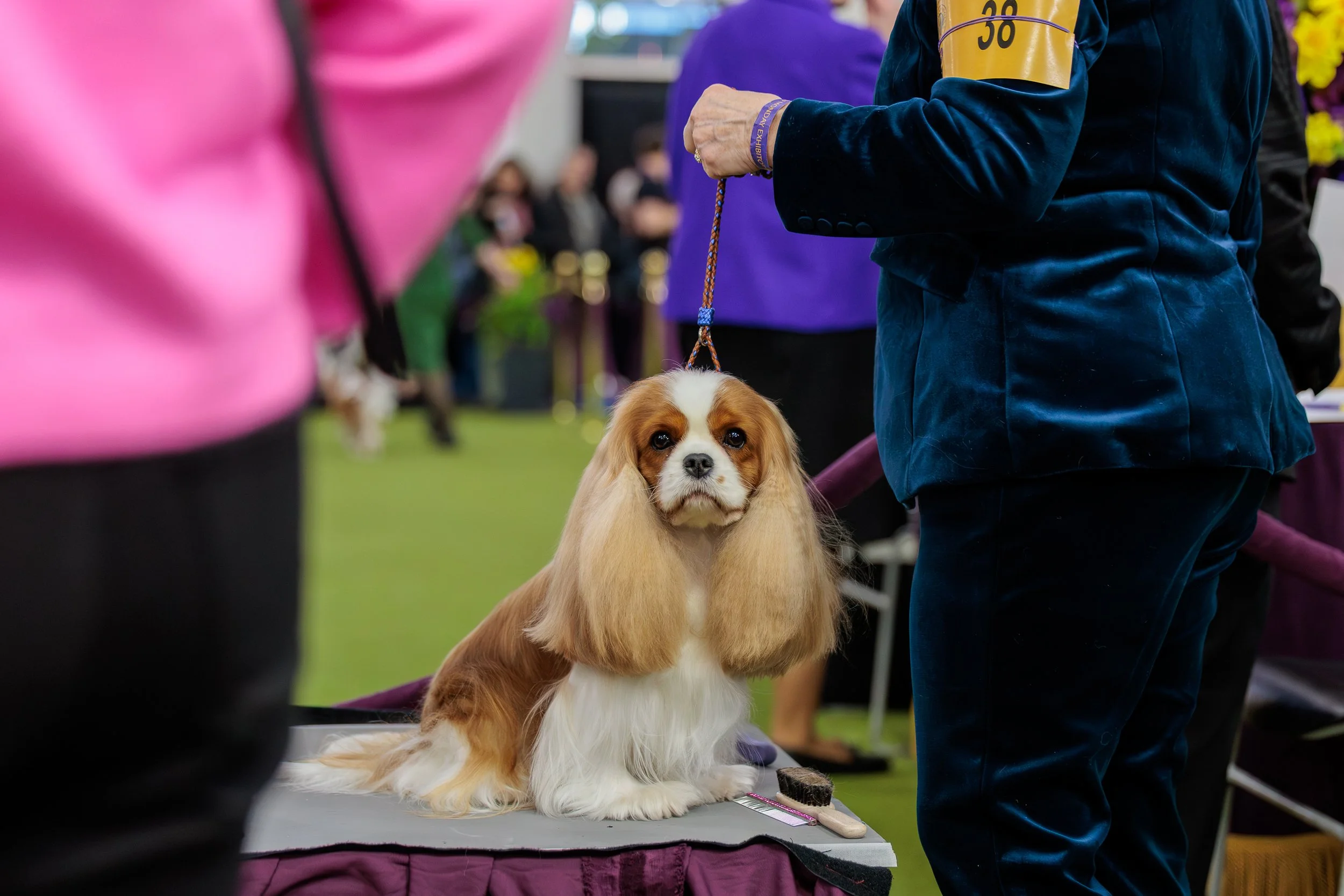  ©The Westminster Kennel Club 