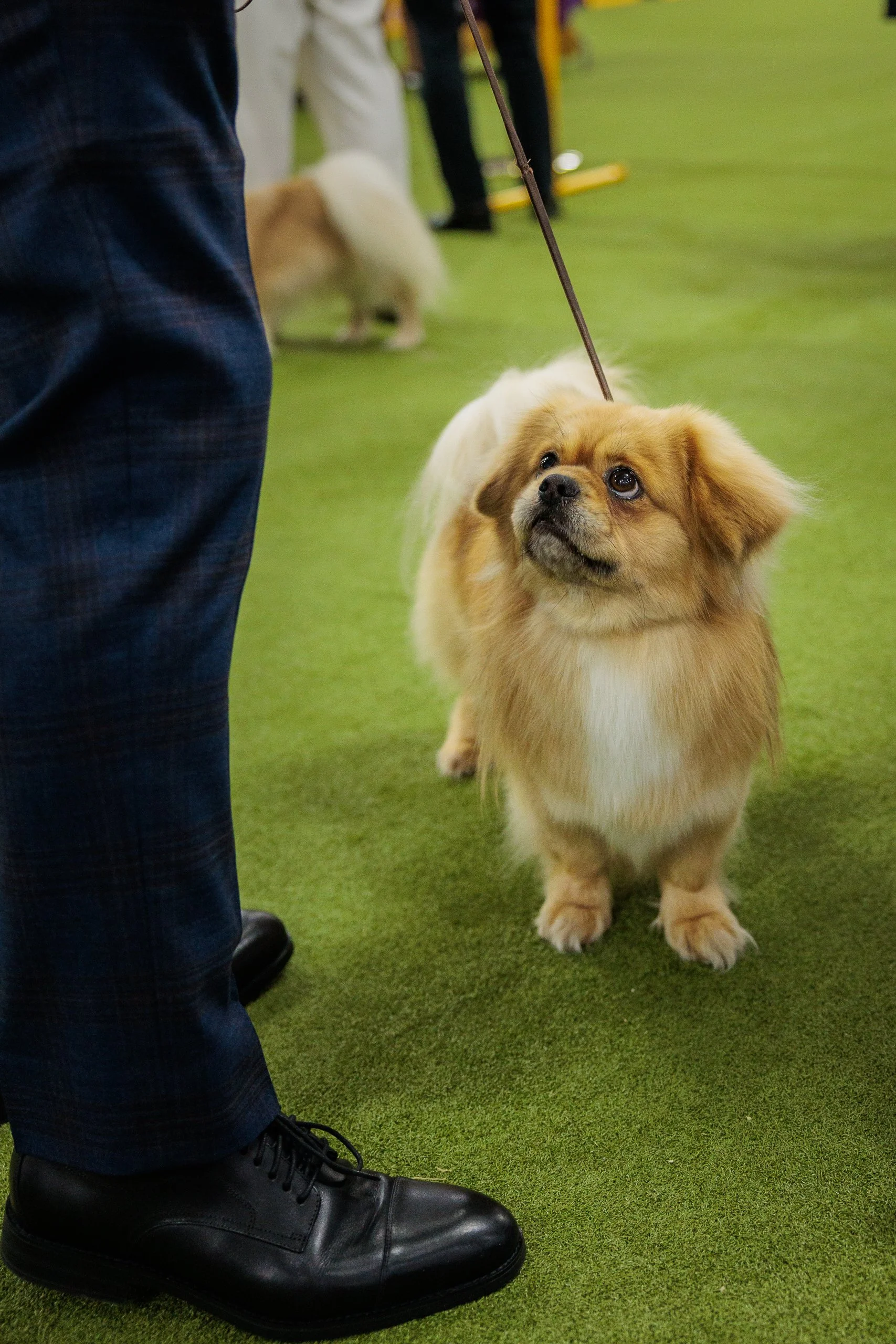  ©The Westminster Kennel Club 