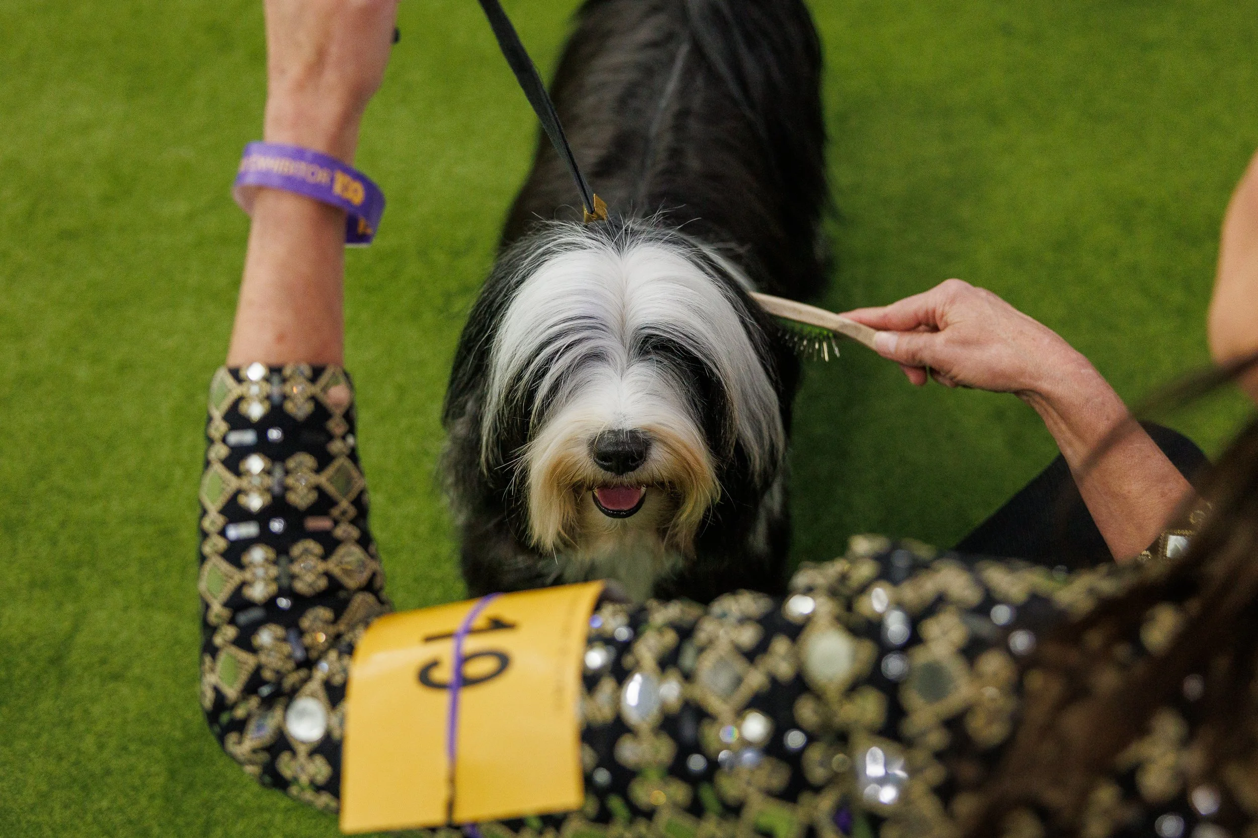  ©The Westminster Kennel Club 