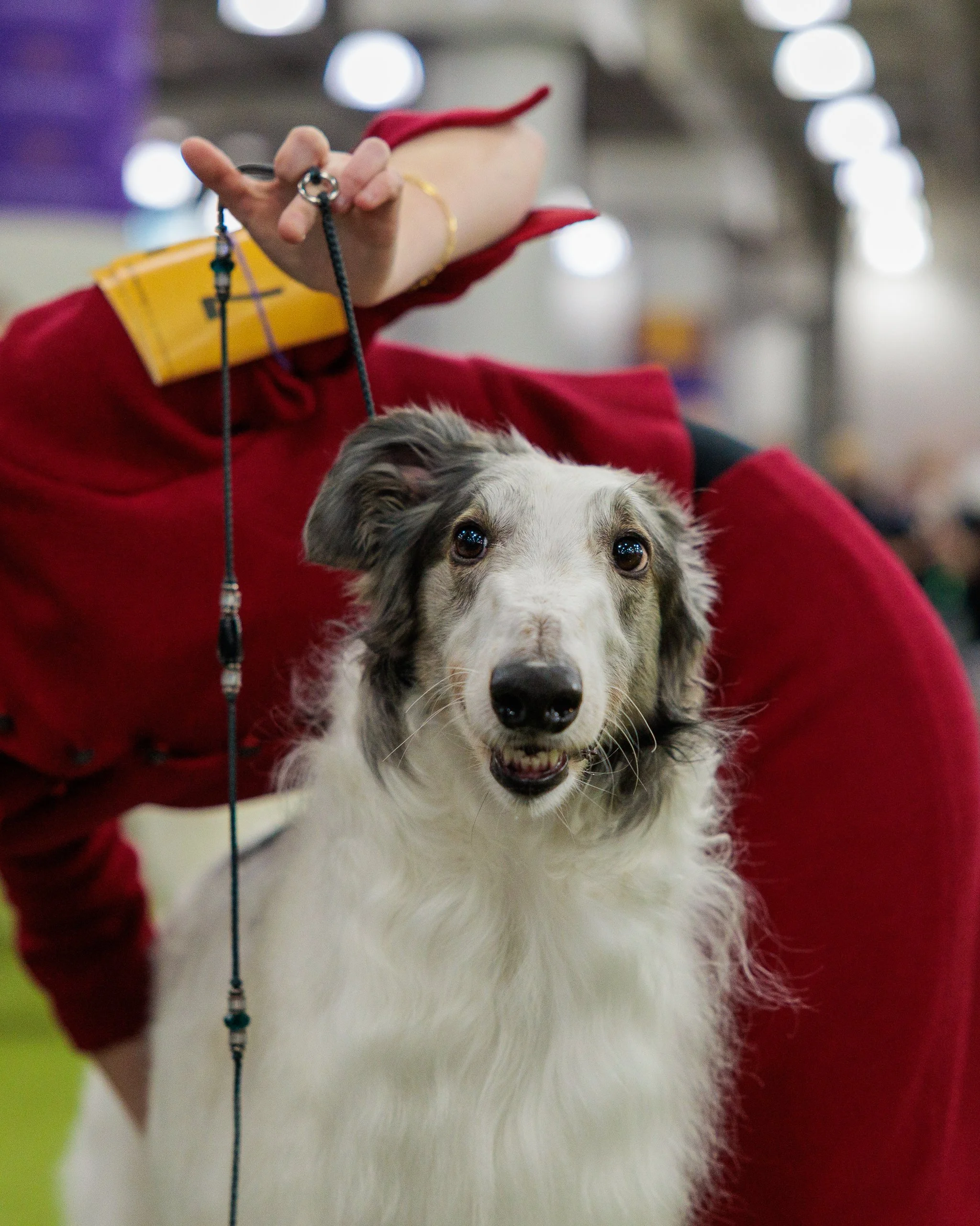  ©The Westminster Kennel Club 