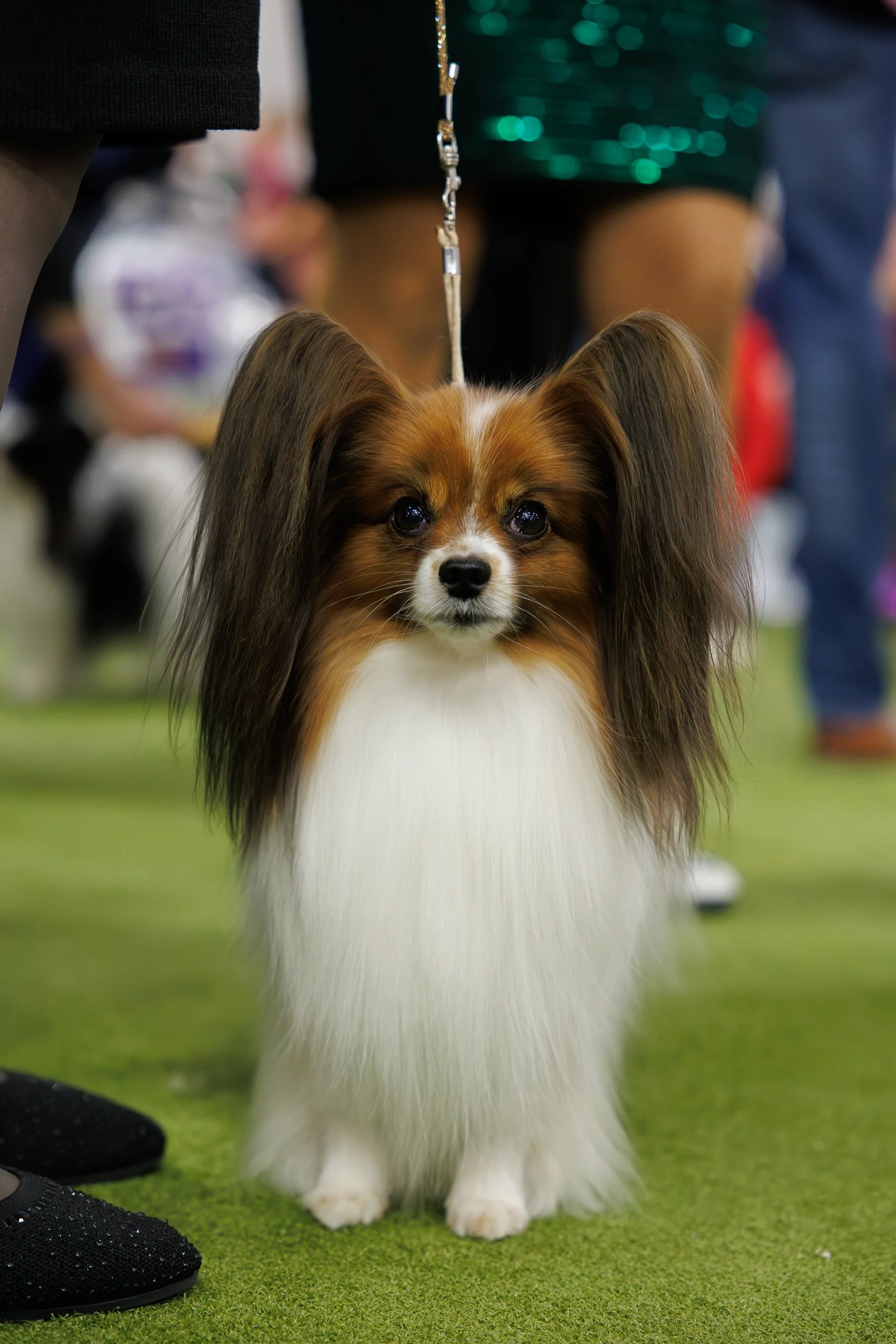  ©The Westminster Kennel Club 